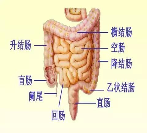 痔疮便血便秘是癌症嘛,别把便血当痔疮小心大肠癌找上门