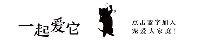 宠物知识狗狗,养宠知识狗狗肢体语言解读