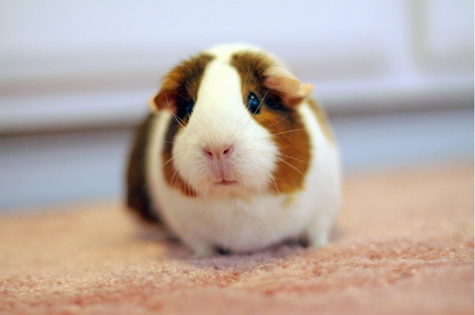 羊驼怎么吃才好吃,羊驼的生态习性