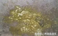 产房仔猪腹泻有哪些原因,产房拉稀怎么办