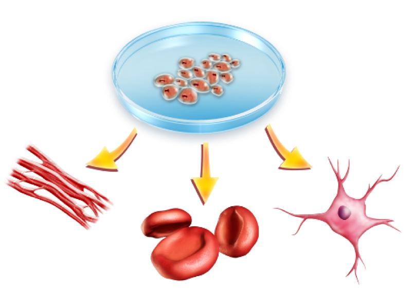 干细胞疗法癌症,生物干细胞真的能治癌症吗