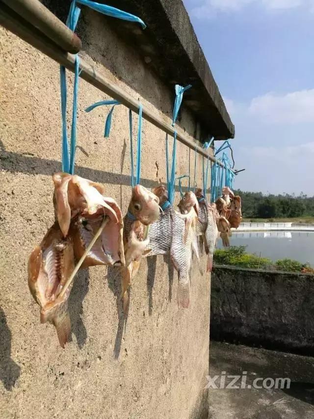 入冬了，原来惠阳的吃货们是这么玩的，看完后越寒冷越心动！