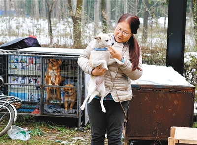 西安临潼区流浪动物救助,救助捐赠流浪狗