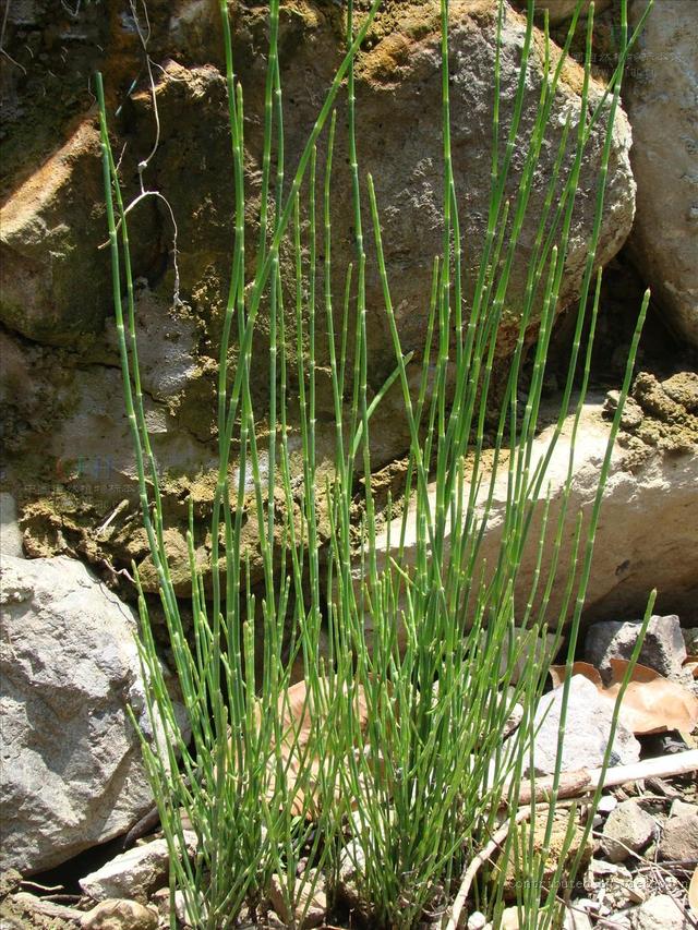 农村里常见的野草是药吗,农村常见野草中草药