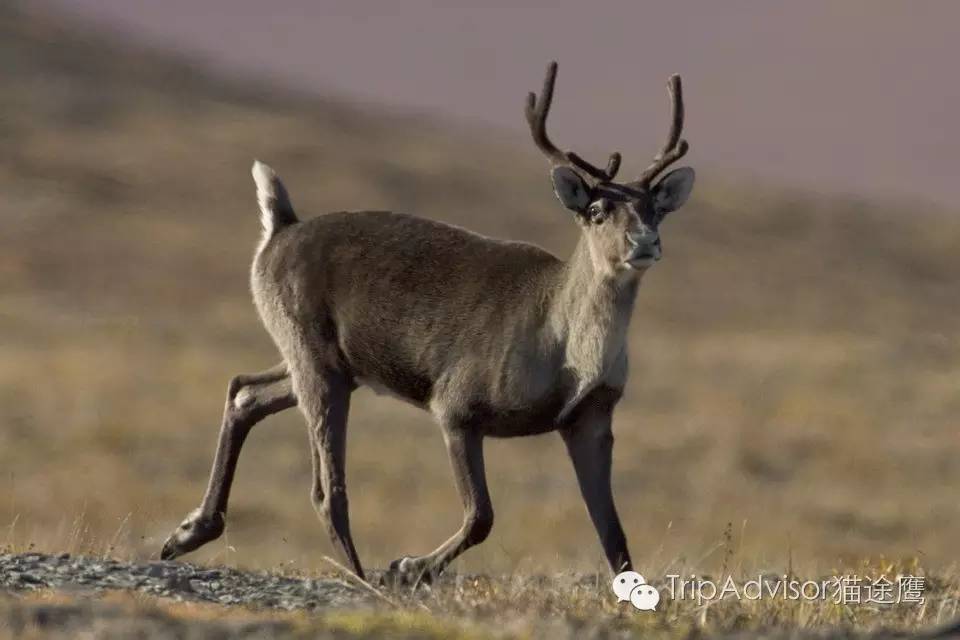 芬兰极光大爆发,2016极光