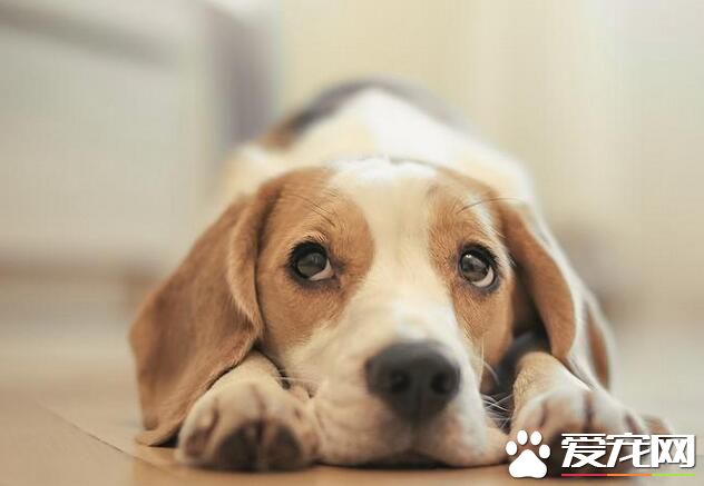 小时候的比格犬和长大后的比格犬,比格犬好养吗性格怎么样