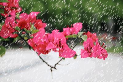 诗词鉴赏一枝春,诗词鉴赏一夜东风绽早梅