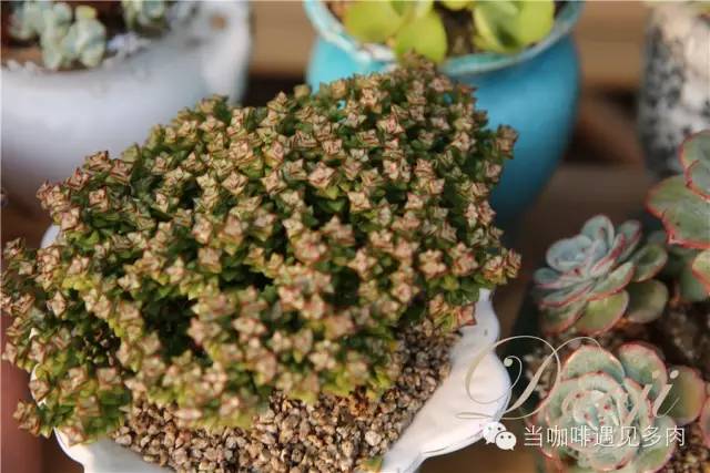 大群老桩秀妍多肉,多肉大群造型图