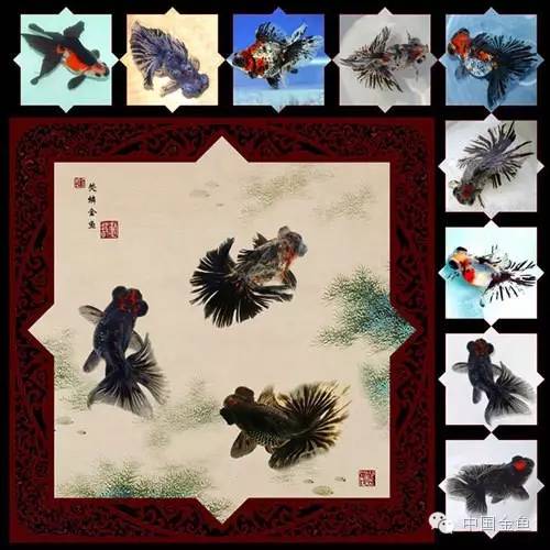 传统精品金鱼,鎏金金鱼哪些颜色最好看