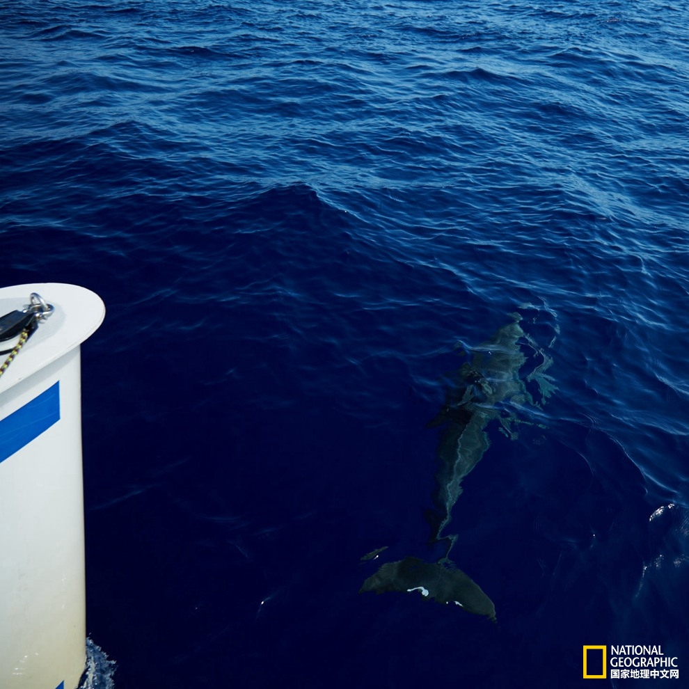 侠骨柔情展现的淋漓尽致,侠骨柔情温柔似水