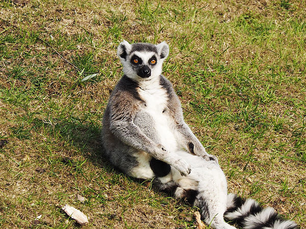 奥林巴斯e-pl8可以自拍吗,奥林巴斯epl8拍的照片