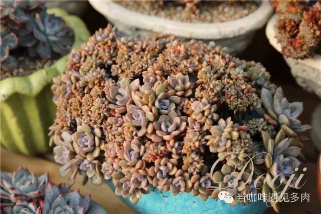 老桩大群多肉,大盆群生老桩图片大全