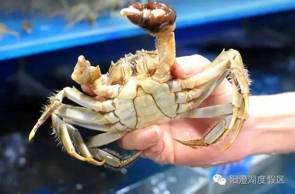 大闸蟹的保存方法要怎么弄,大闸蟹的几种保存方法珍藏