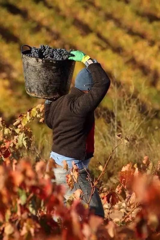 如何挑选一款适合自己的口粮酒 (南美酒怎么挑)