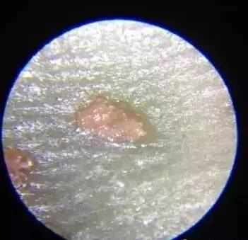 星月菩提刚开始玩就碰水变红了,星月菩提泡液体实验