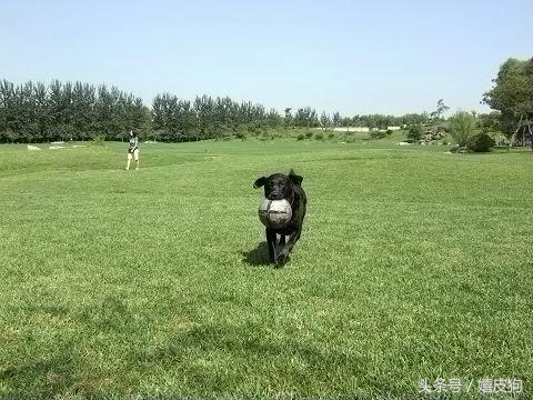 大狗黑色黄色,大狗黑灰色