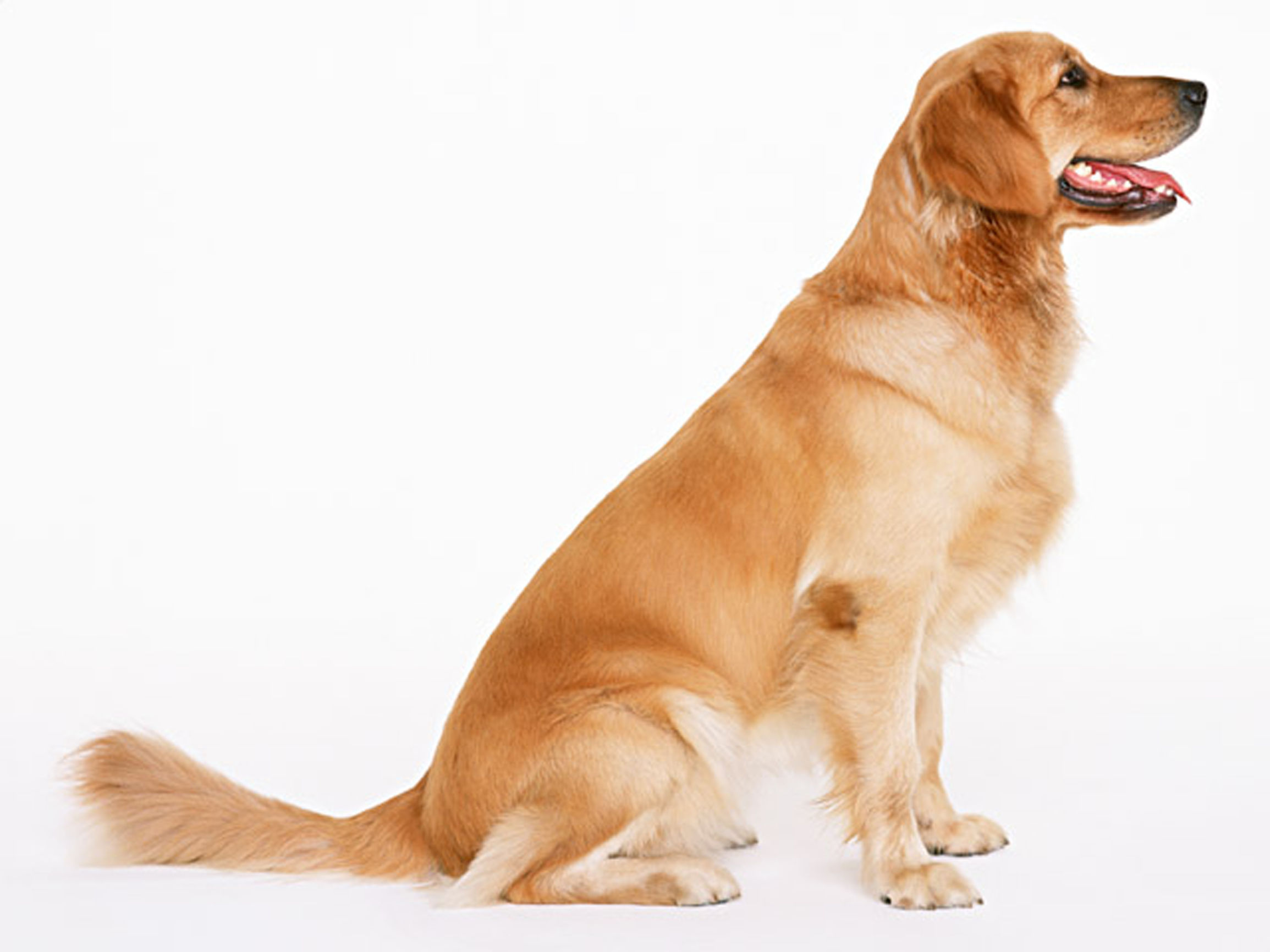 犬传染性肝炎治疗中图片,犬传染性肝炎的预防措施