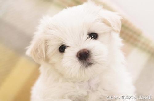 狗狗便便不成形可以驱虫么,狗狗拉绿色便便不成形