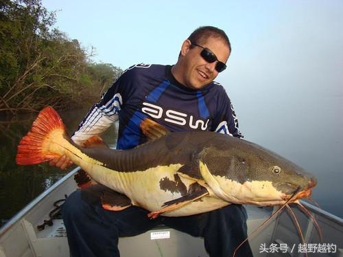 亚马逊钓鱼钓到最大的鱼,亚马逊钓到1吨的鱼