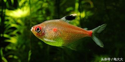 灯鱼为什么会得霓虹灯病,灯科鱼为什么养不长时间就死了