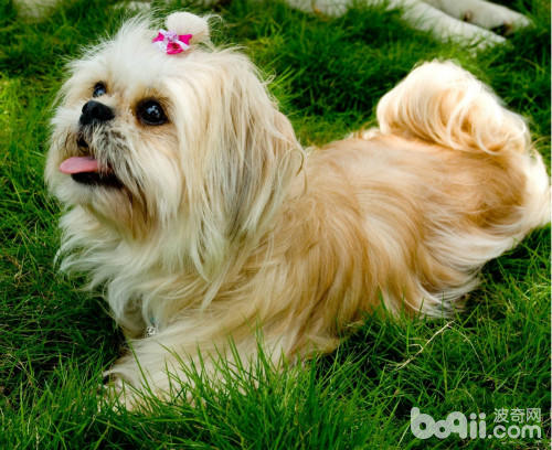 全球十大最欢迎的中型犬,欧洲十大最受欢迎犬种排名