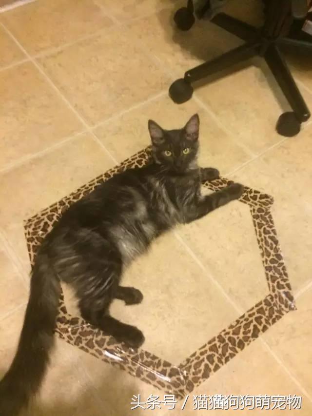 教你如何抓住小偷,教你如何抓住快速上涨的股票