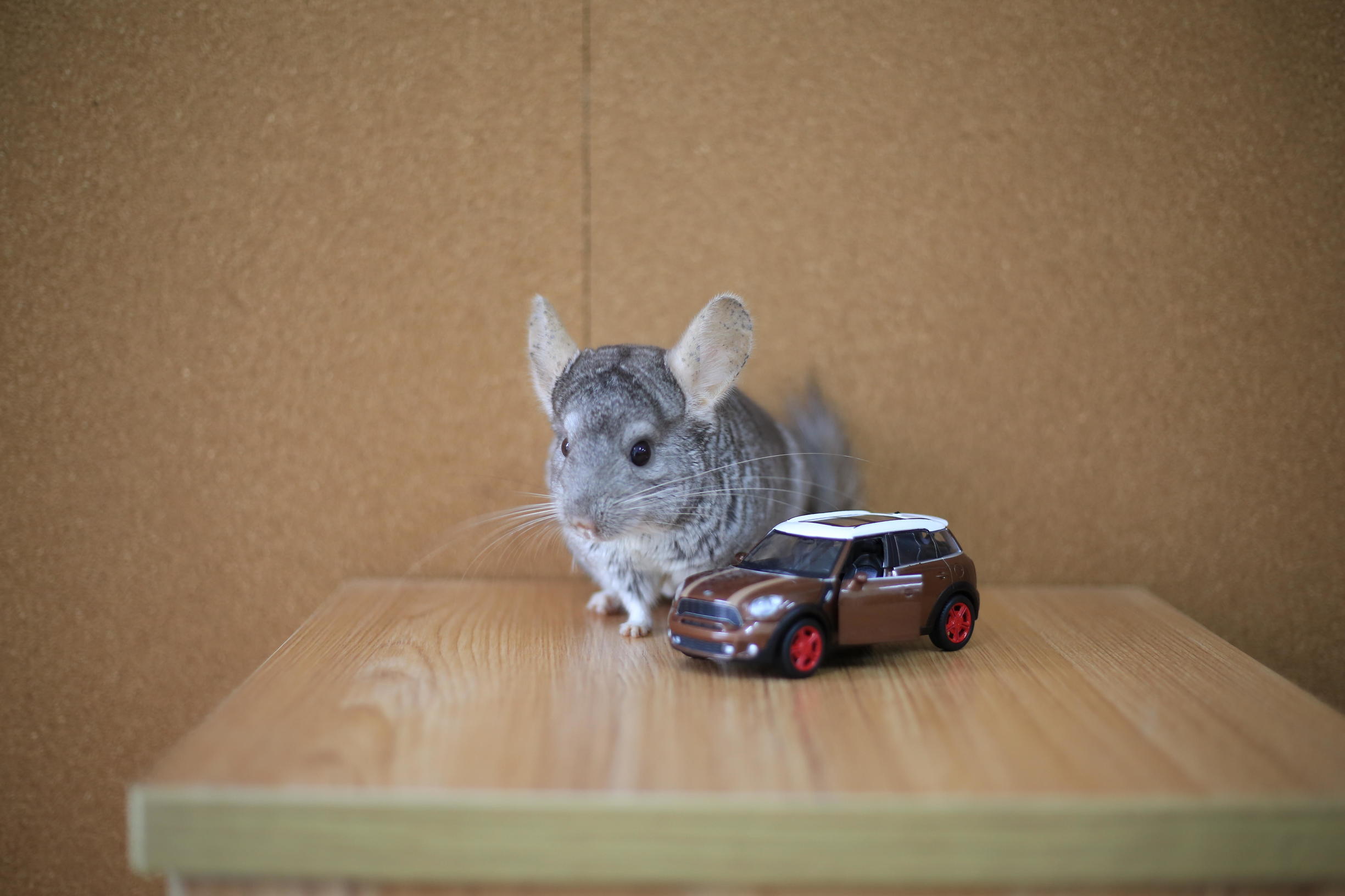 龙猫怎么才能不掉毛,龙猫挑食不吃主粮怎么办