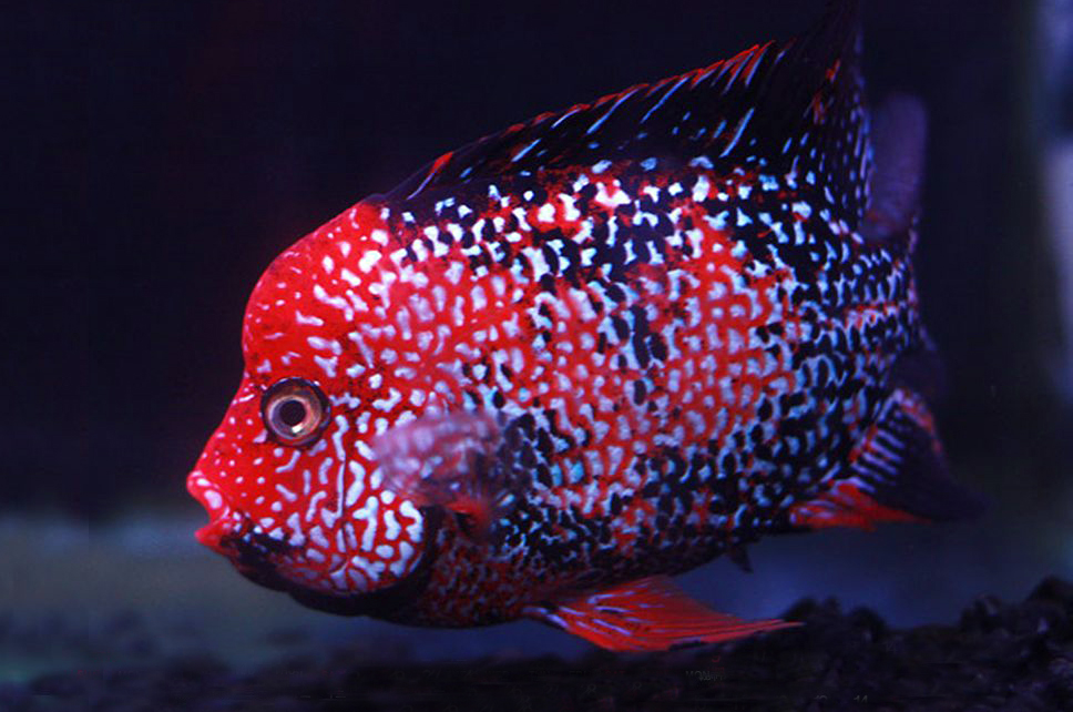 罗汉鱼怎么饲养为最佳,罗汉鱼正确饲养技巧图解