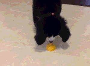 狗狗吃了一口柠檬有事吗,狗狗吃柠檬会有什么样的反应