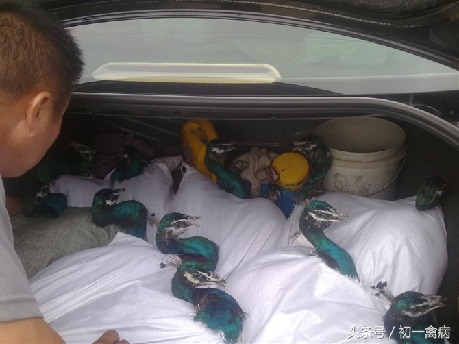 养孔雀麻烦吗,养孔雀为什么不吉利