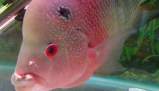 鱼儿气泡病怎么办,鱼儿常见病