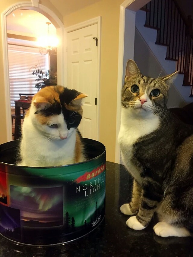 梅西养了一只会踢足球的猫,盘点梅西的猫咪