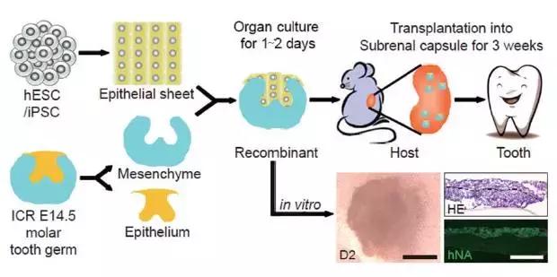 干细胞与再生医学2017,干细胞再生医学修复视神经