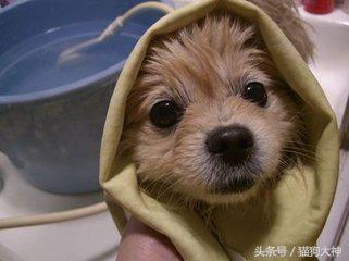 养宠攻略给猫洗澡的步骤和流程,教你如何在家给狗狗正确做洗护