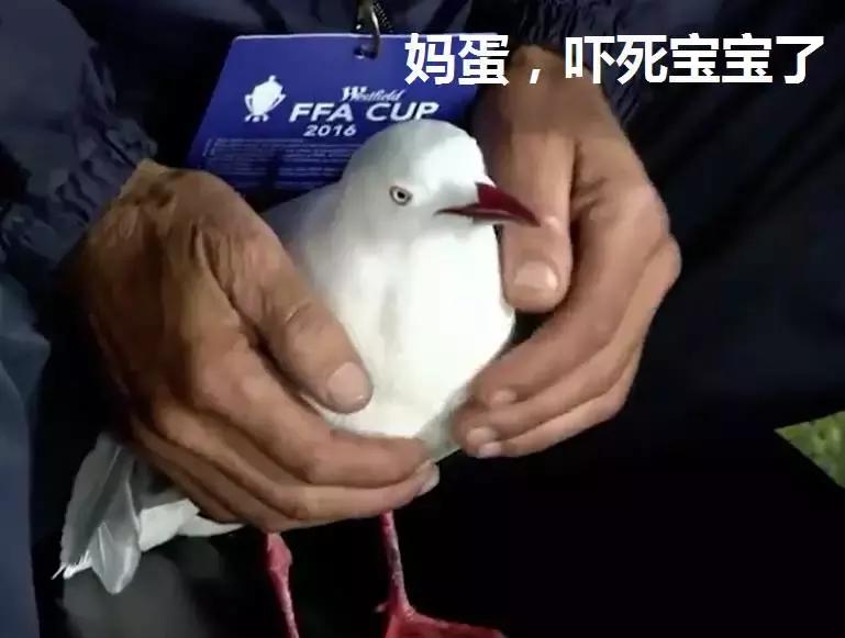 悉尼一只海鸥误入足球赛场，被一球打晕后，成了全场焦点……