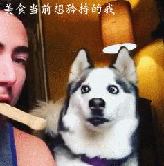 哈士奇长的可爱,你家哈士奇真的不会自卑吗