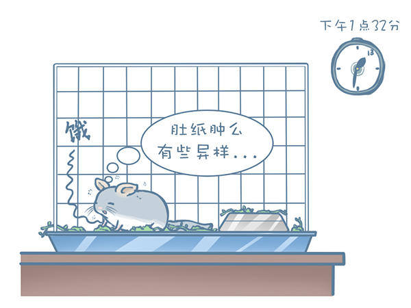 龙猫怎么才能不掉毛,龙猫挑食不吃主粮怎么办