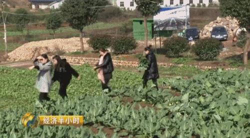 80后养猪致富经,养猪致富案例视频