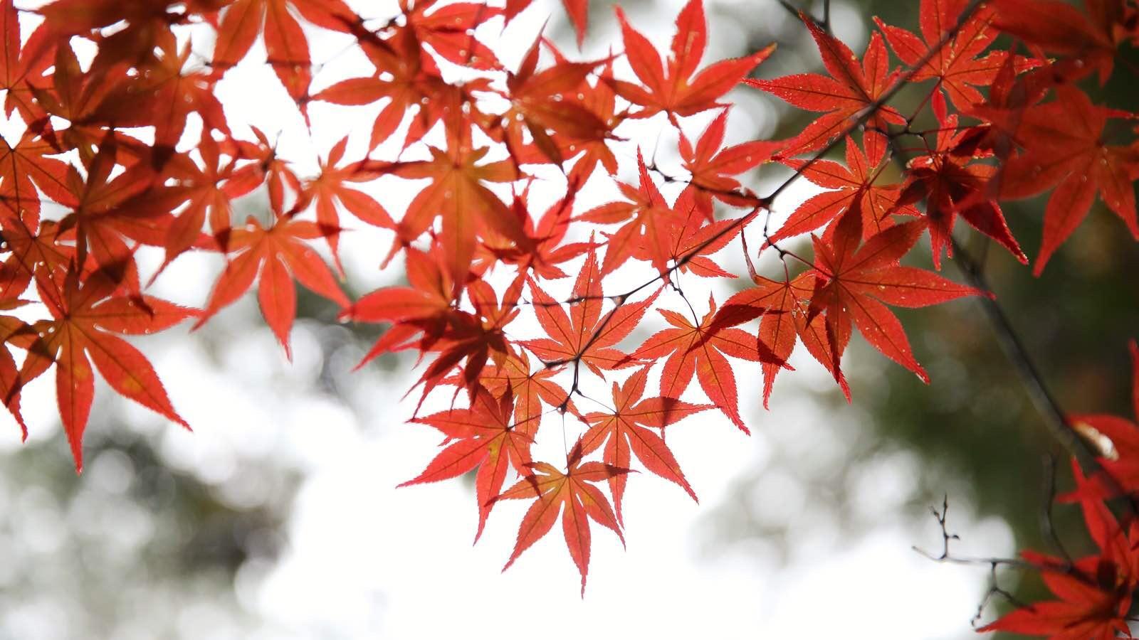 关西温泉六日游,大阪关西机场温泉