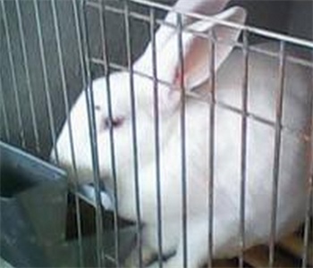 兔子吃兔崽怎么预防,兔饲料的注意事项