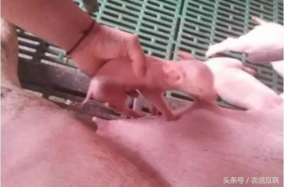 什么情况下母猪才算难产,母猪难产自己能排出来吗