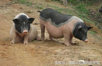 母猪产道破损能自愈吗,母猪助产产道损伤厉害怎么办