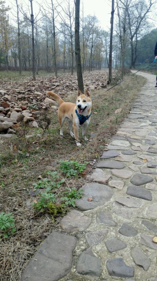 中华田园犬像日本人,农村中华田园犬和柴犬