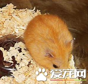 布丁仓鼠反白,布丁仓鼠会定点上厕所吗