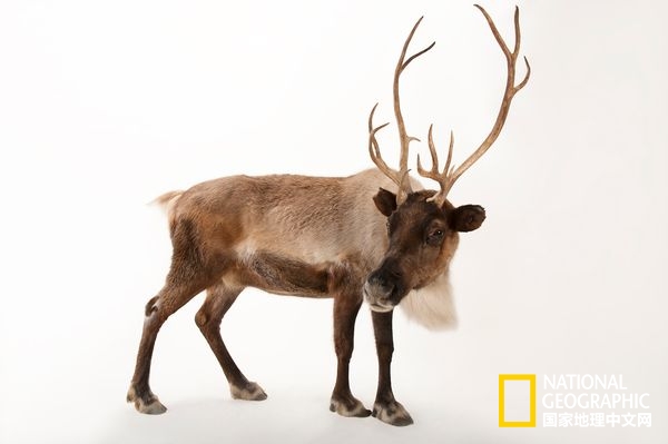 方舟拍摄六种无脊椎动物,十种不怕火的动物