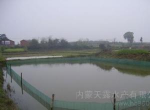 泥鳅大棚无土养殖哪种泥鳅贵,泥鳅的养殖方法及市场前景分析