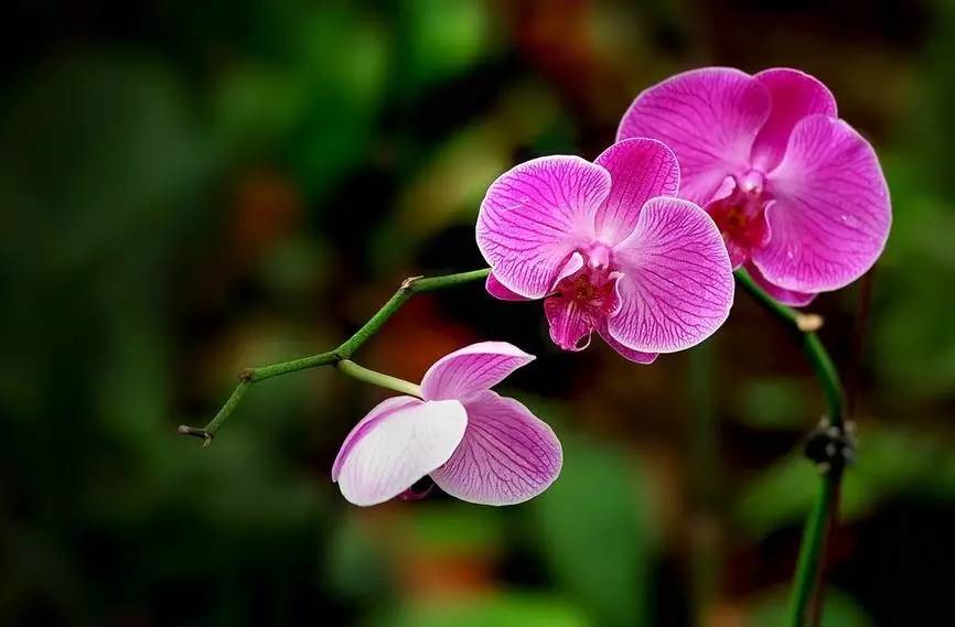 古文小品名篇,古文探奇