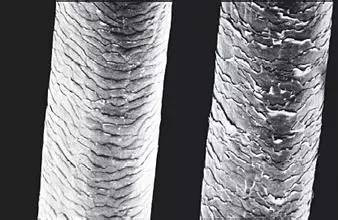 Bambi美番丨谁再跟你说含硅油的洗发水不好，你就拿这篇甩她脸上！