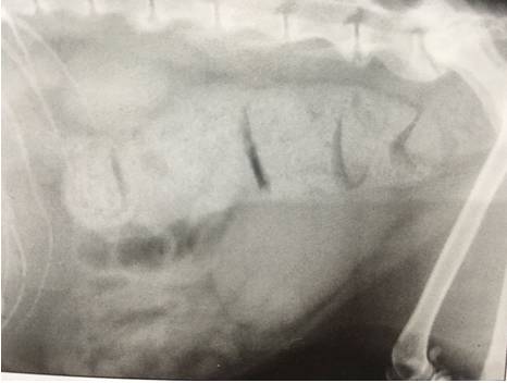 「涨姿势」狗狗便秘了，怎么办？