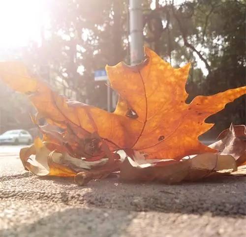 上海落叶不扫景观道,上海秋天不扫落叶的街道